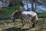 gavarnie (46)